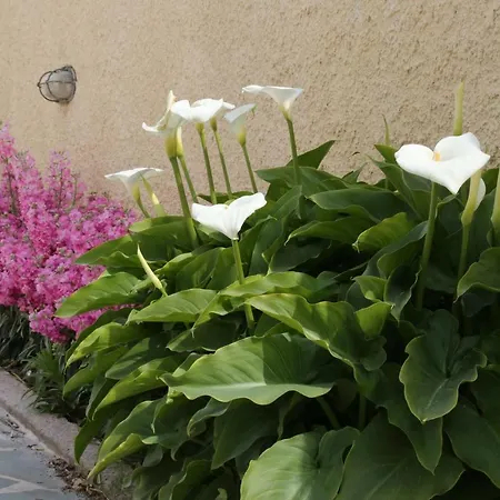 Thalassia Thea Galissas