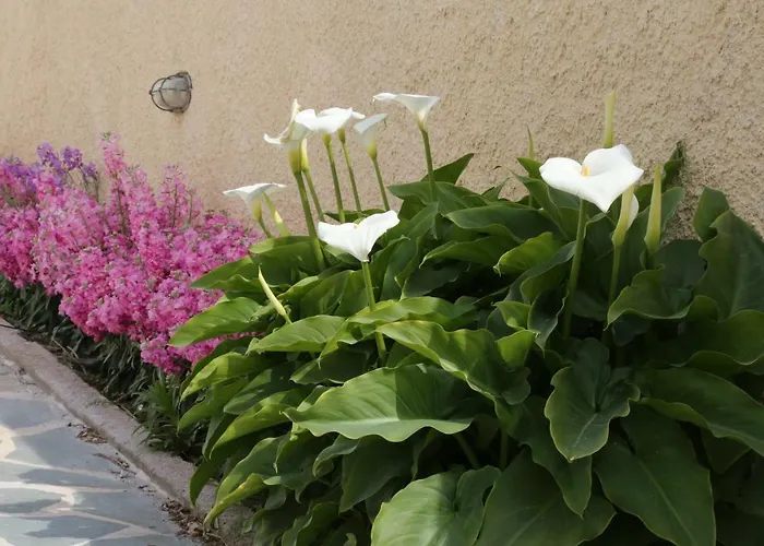 Thalassia Thea Galissas